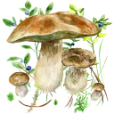 Na grzyby