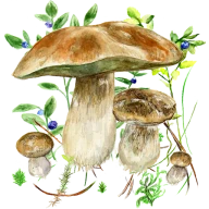 Na grzyby