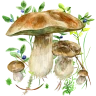 Na grzyby