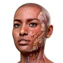 Complete Anatomy - 3D'de Öğren