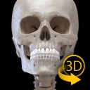 Kerangka | Anatomi 3D
