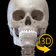 Kerangka | Anatomi 3D
