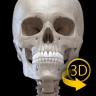 Kerangka | Anatomi 3D