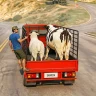 Animal Transport Farm Games
