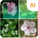 Nhận diện cây trồng