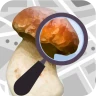 Mushroom Identify  (identyfika