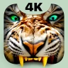 Kaplan 4K Duvar Live