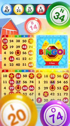 Bingo Country Boys: Tournament