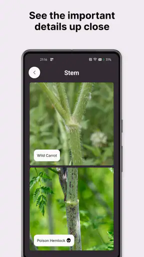 Gather: The Foraging App