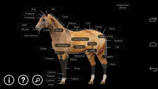 Horse Anatomy: Equine 3D