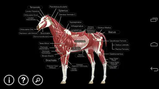 Horse Anatomy: Equine 3D
