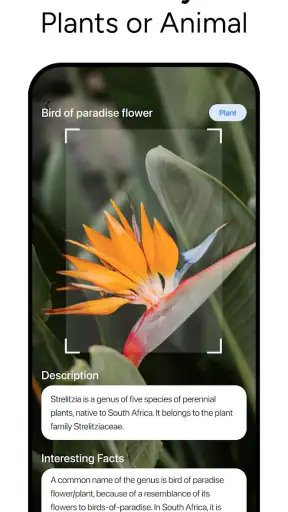 Lens AI & Reverse Image Search