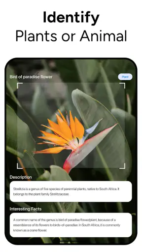 Lens AI & Reverse Image Search