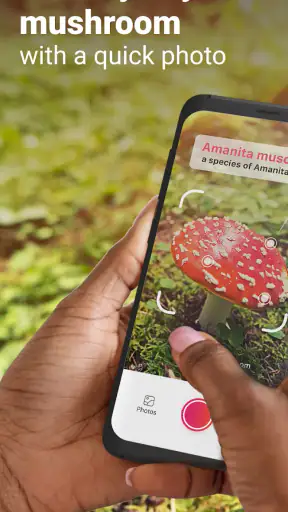 Picture Mushroom - Mushroom ID