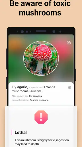 Picture Mushroom - Mushroom ID