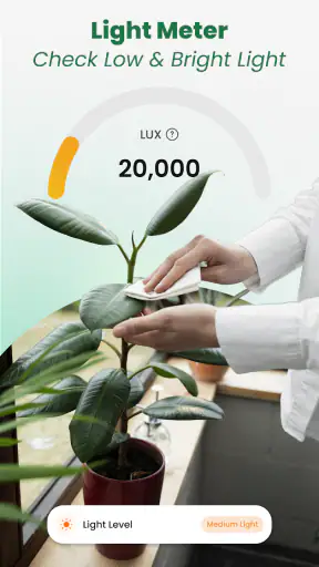 Plant Identifier: Tips & Care