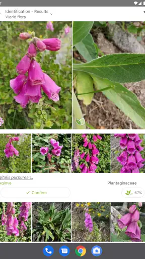 PlantNet Plant Identification