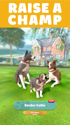 Pocket Paws: My lovely dogs