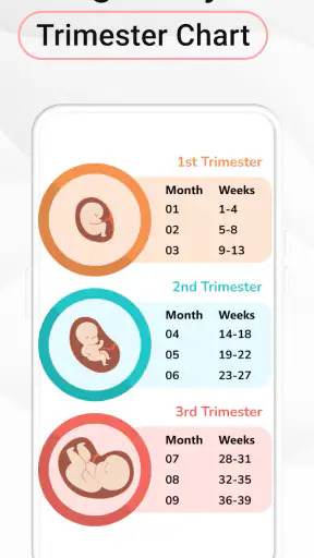 Pregnancy Calculator: Due Date