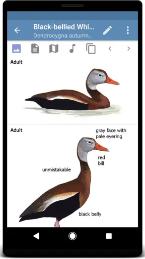 Sibley Birds 2nd Edition