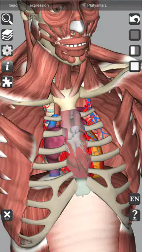 3D Bones and Organs (Anatomy)