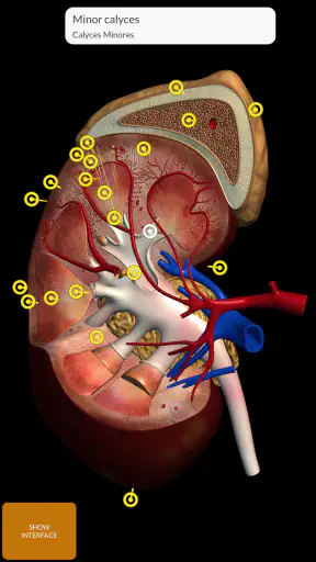 Anatomy 3d Atlas