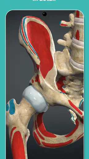 Anatomy Learning - 3D Anatomy