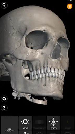 Kerangka | Anatomi 3D