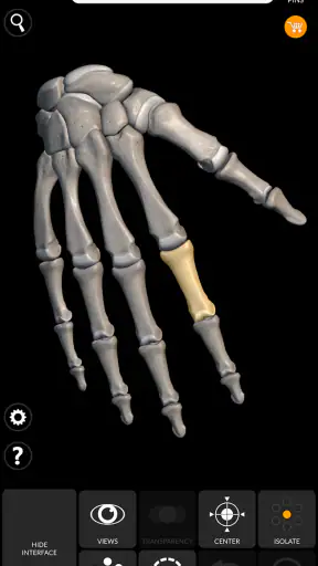 Kerangka | Anatomi 3D