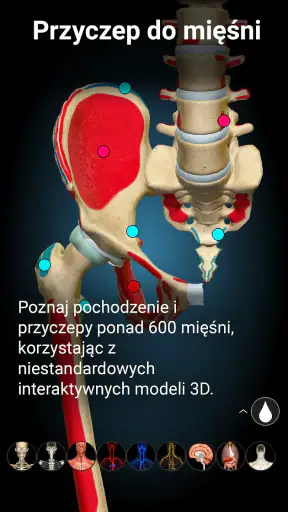 Anatomy Learning - Anatomia 3D