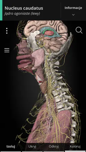 Anatomyka - Anatomia 3D