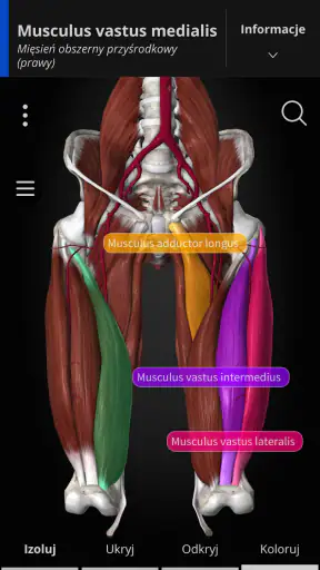 Anatomyka - Anatomia 3D