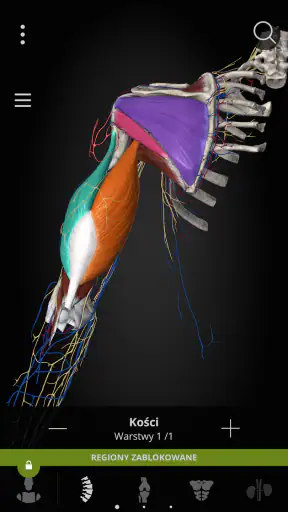 Anatomyka - Anatomia 3D