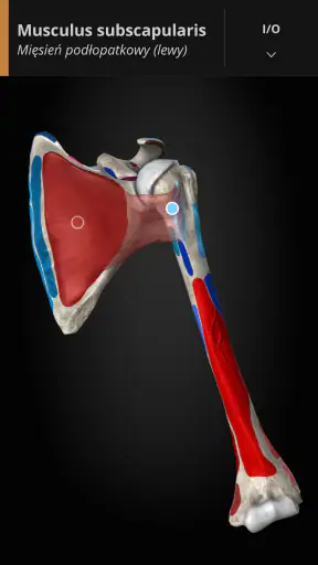 Anatomyka - Anatomia 3D