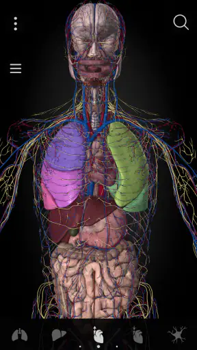Anatomyka - Anatomia 3D