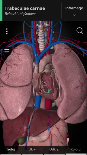 Anatomyka - Anatomia 3D