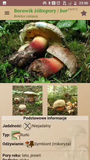 Atlas grzybów