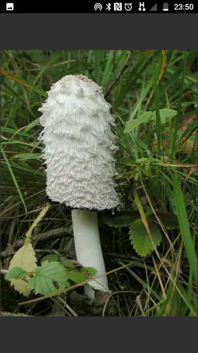 Atlas grzybów