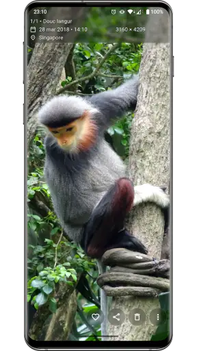 Aves Galeria
