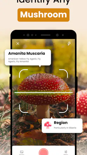 Grzyby Rozpoznawanie: Fungi ID