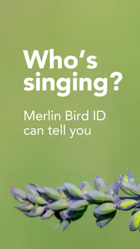 Merlin Bird ID by Cornell Lab
