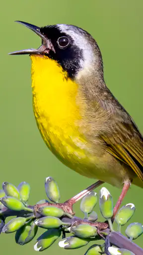 Merlin Bird ID by Cornell Lab