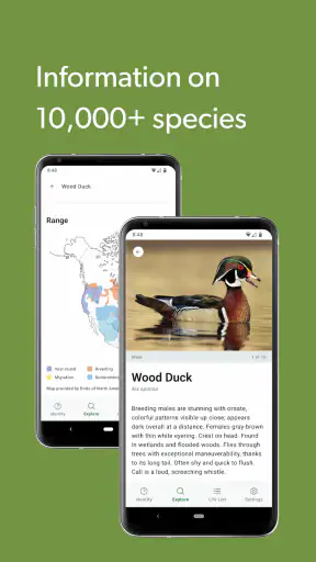 Merlin Bird ID by Cornell Lab