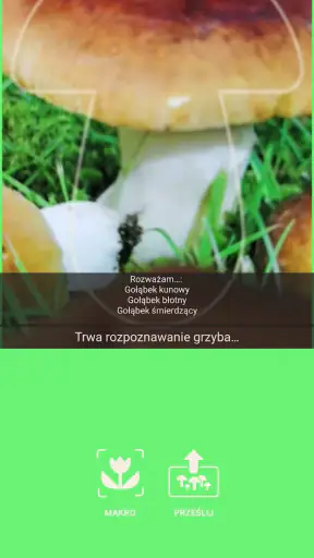 Na grzyby