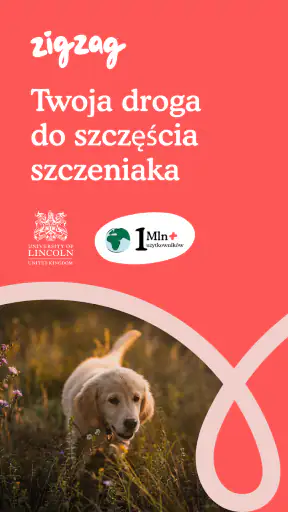 Zigzag - Trening szczeniąt