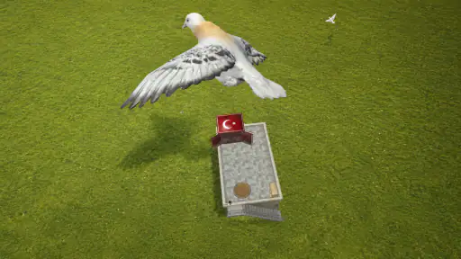 Pigeon Paradise