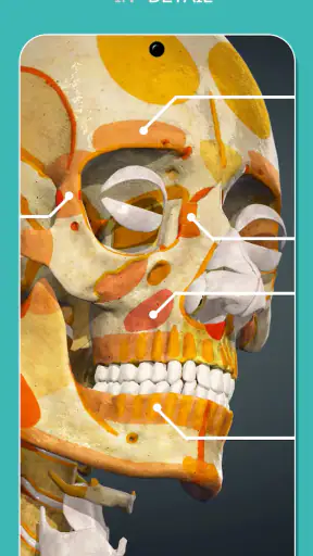 Anatomy Learning - 3D Anatomy