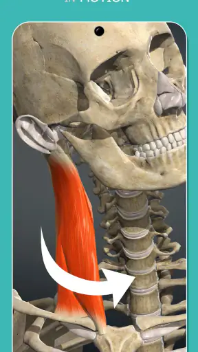 Anatomy Learning - 3D Anatomy