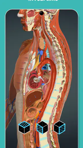 Anatomy Learning - 3D Anatomy