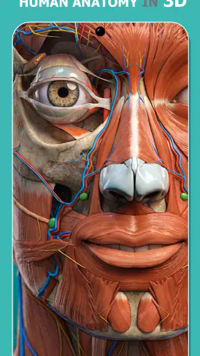 Anatomy Learning - 3D Anatomy